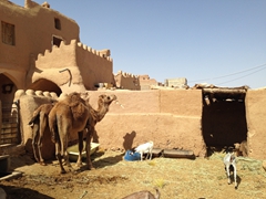 Camels and goats in the front yard of Ateshoni guest house in Garmeh