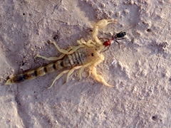 An ant drags a dead scorpion through our bush camp site