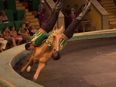 Daredevil riders pose upside down on an Akhal-Teke horse