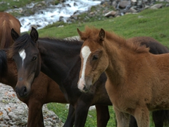 Close up of juvenile horses; Altyn Arashan Nature Reserve