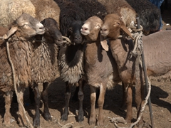 Sheep on display at the Kashgar Sunday Market