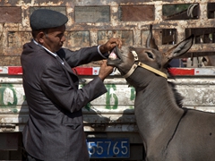 Teeth examination at the Kashgar Sunday Market