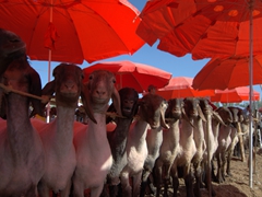 Umbrella shaded sheep