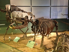 More dinosaur specimens on display in Turpan's Museum