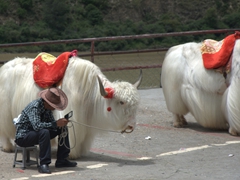 Yaks lined up for tourists