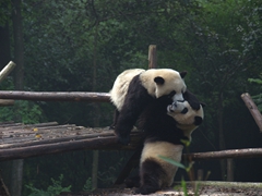 Panda playtime!