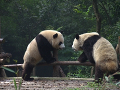 Panda fight club