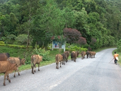 Young boy herding cattle; near Muang Sing