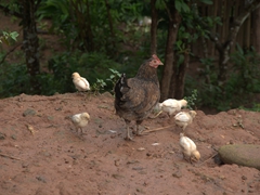 Mama hen guarding her baby chicks