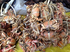 Bundles of crabs on display
