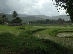 Rice paddy scene near Kuang Si