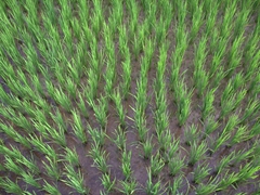 Detail of a rice paddy field; Luang Namtha