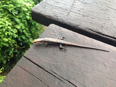 This rain drenched lizard refused to budge on the toll bridge; Vang Vieng
