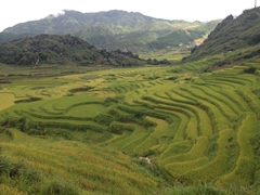 Gorgeous rice paddy views!