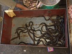 Slithering eels
