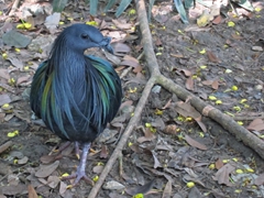 Nicobar pigeon at the Dusit zoo