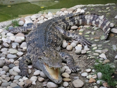 Crocodile striking a pose