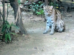 One of two Palawan Bengal cats donated to the Dusit Zoo
