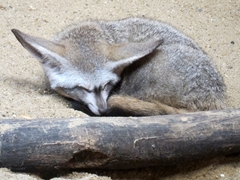Sleepy bat-eared fox