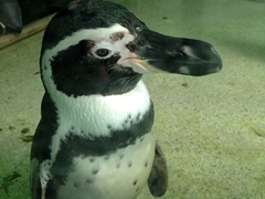 Curious penguin at the Dusit Zoo