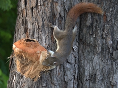A squirrel rips apart a coconut