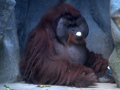 Male orangutan sucking on an ice treat; Dusit Zoo