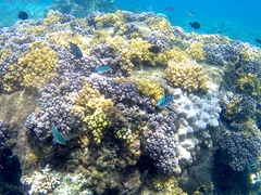 Beautiful underwater world of the Perhentian Islands