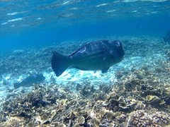 Gigantic humphead wrasse - one of the largest coral reef fishes