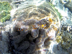 Clownfish galore