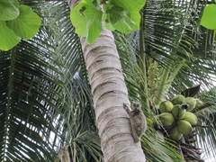 Colugo (Malayan flying lemur) up a coconut tree