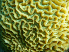 Close up view of coral