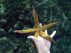 Becky finds a starfish while snorkeling La Entrega