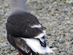 Tame bird seeking handouts; Ushuaia waterfront