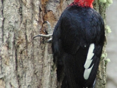 The elusive red-headed Magellanic woodpecker; Tierra del Fuego park