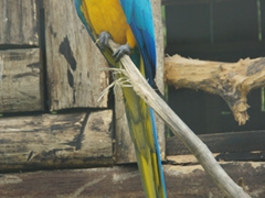 A parrot at an orchid village near Gualaceo