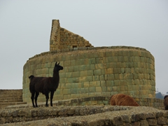 Lamas graze the grounds of Incapirca