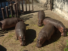 Hippopotamuses crowded together while their exhibit is renovated; Taipei Zoo