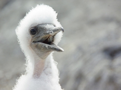 A hungry Nazca booby chick cries to be fed; Prince Philip's Steps in Genovesa