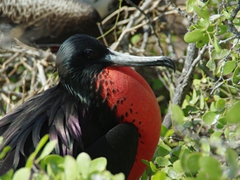A male frigate bird with its red balloon fully inflated, puffing out its throat to attract females; North Seymour Island