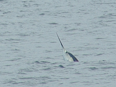 A swordfish leaping out of the water just as Robby was skimming the surface looking for dolphins; Darwin Island