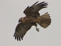 A curious Galapagos Hawk soars overhead. This hawk had been tagged by scientists and interestingly, held no fear of humans; Santa Fe