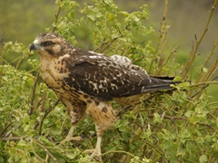 Portrait of a Galapagos Hawk; Sante Fe