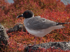 A Swallow Tailed Gull (easily identifiable with its black head, red eye rim and red feet); South Plazas