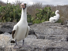 A nazca booby refuses to budge from the footpath, forcing us to detour around it; Genovesa's Darwin Bay