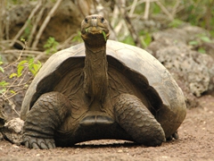 A giant tortoise pauses on the foot path at Cerro Colorado; San Cristobal