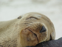 A sleepy sea lion rests its weary head on a rock; Espanola