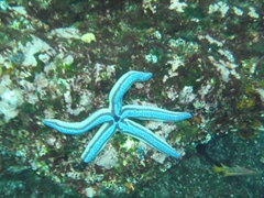 Starfish are seen in abundance around Bartolome