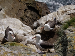 Black browed Albatrosses nesting cliffside; Ship Harbor Bay