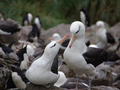 Male and female albatross often do a mutual courtship display, to reaffirm and reinforce the bond between them
