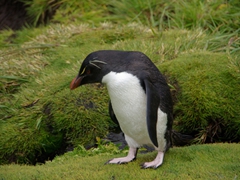 A rockhopper penguin contemplates preening itself after taking a dip in a nearby stream; Devil’s Nose; West Point